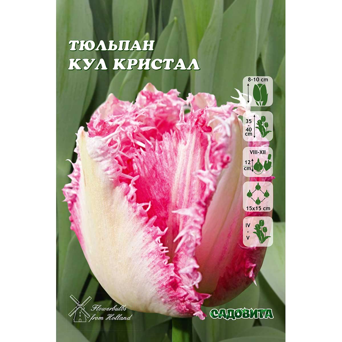 Кул кристал тюльпан фото и описание