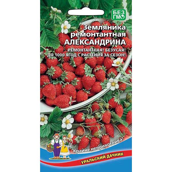 Купить Семена Клубники В Магазине Нижнего Новгорода