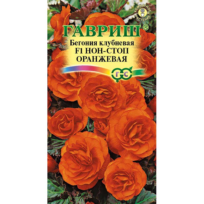 Бегония нон стоп из семян. Бегония нон стоп Голд оранжевая. Гавриш бегония клубневая f1 нон стоп Скарлет. Бегония клубневая f1 нон-стоп оранжевая. Бегония нон-стоп f1 Скарлет (Гавриш).